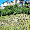 Caf restaurant de la Poste, Saillon in Saillon (Valais / Martigny)]