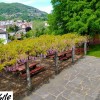 Restaurant Grotto Valle in Caslano (Ticino / Distretto di Lugano)]