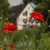 Restaurant Landgasthof Keller in berlingen Lippertsreute