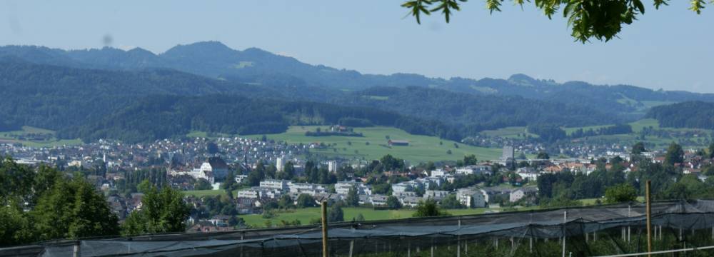 Waldrose in Wil