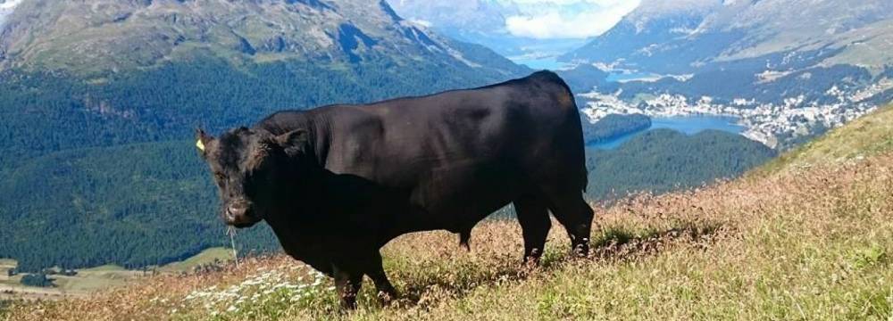 Alp Muottas  in Samedan 