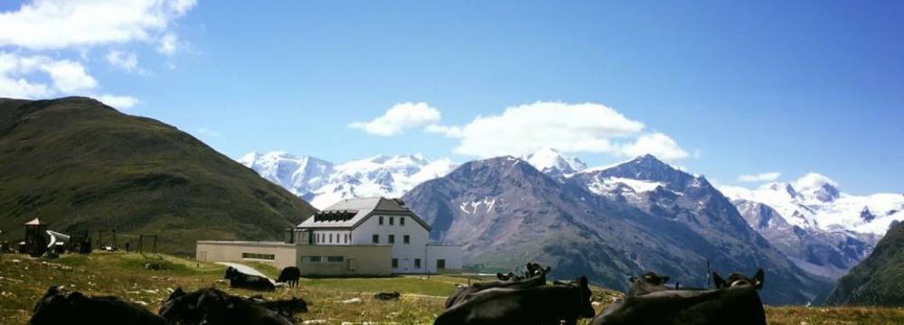 Alp Muottas  in Samedan 