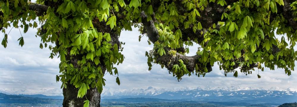 Aux Trois Amis in Ligerz