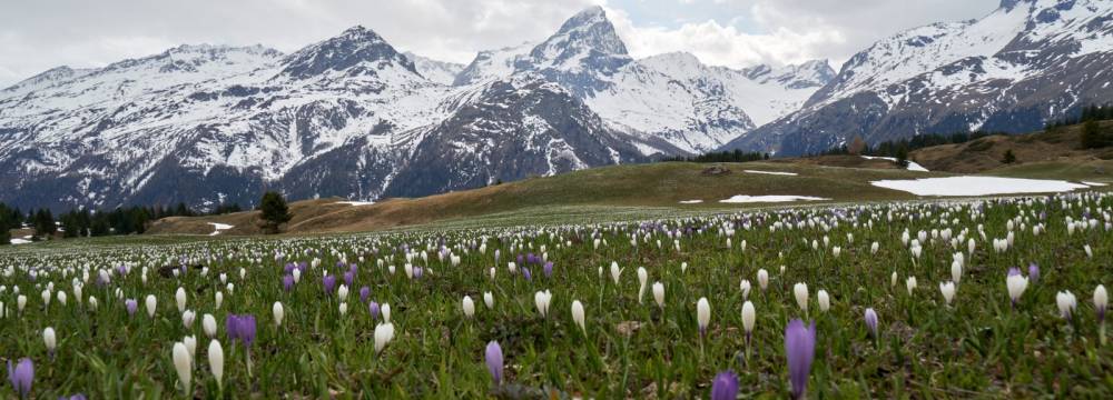 Berghaus Piz Platta (Alp Flix) in Sur