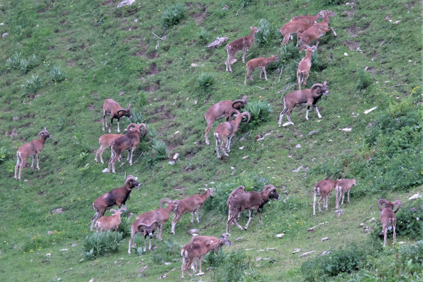 La Bourri in Torgon, Foto 7