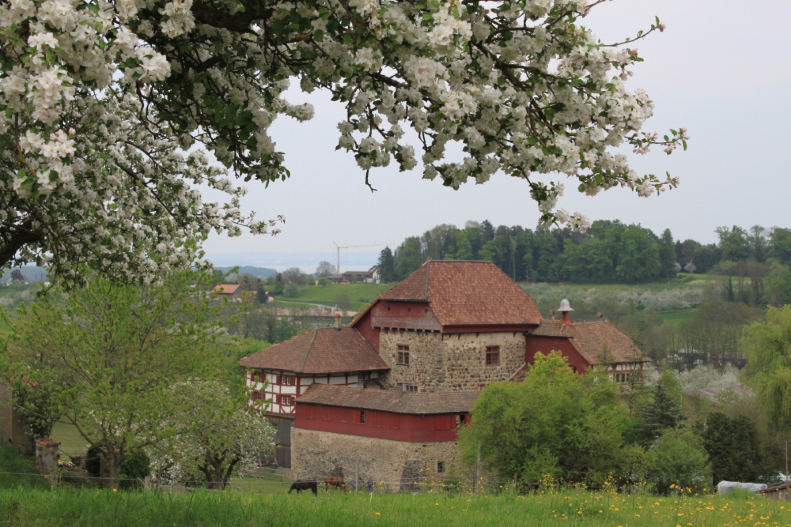 Wasserschloss Hagenwil in Hagenwil bei Amriswil, Foto 3