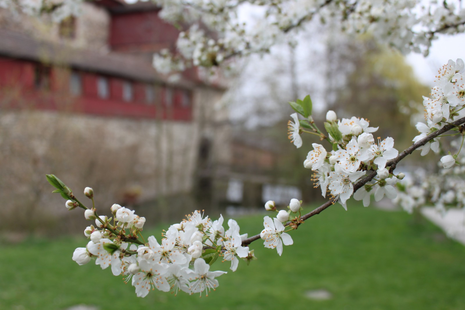 Wasserschloss Hagenwil in Hagenwil bei Amriswil, Foto 2