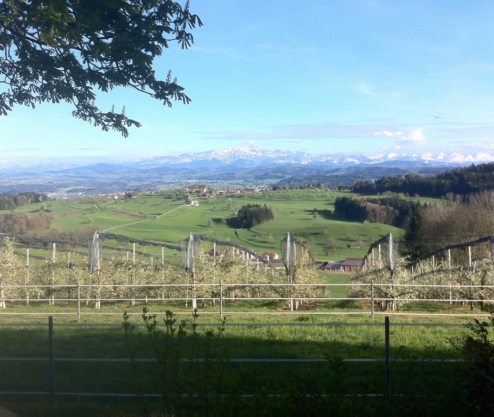 Waldrose in Wil, Foto 3