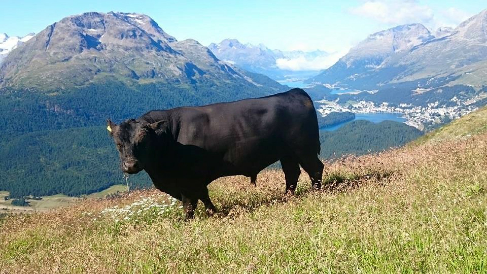 Alp Muottas  in Samedan , Foto 26