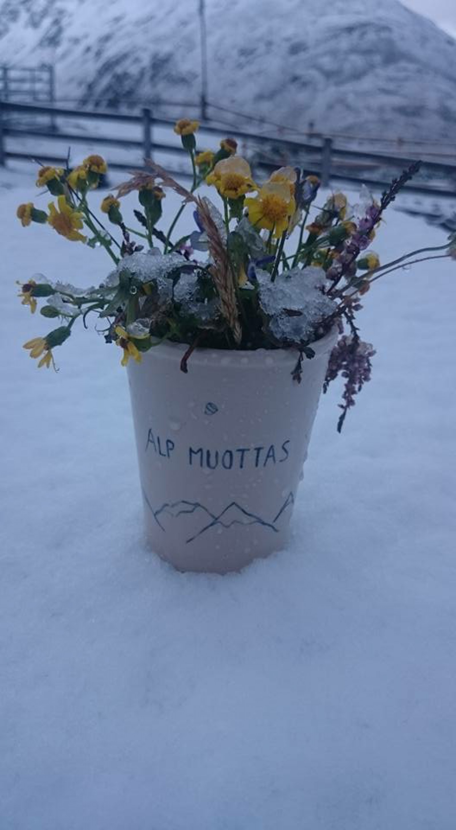 Alp Muottas  in Samedan , Foto 22